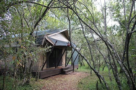 Mara Bush Camp and Private Wing, Sunworld Safaris
