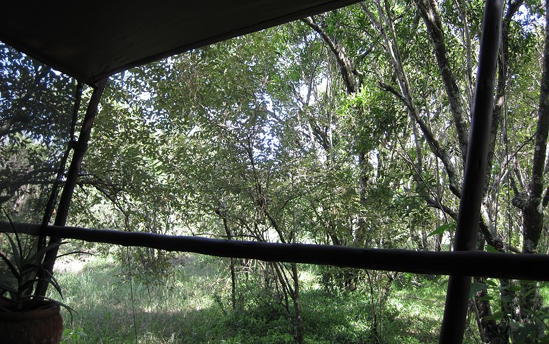 Mara Bush Camp