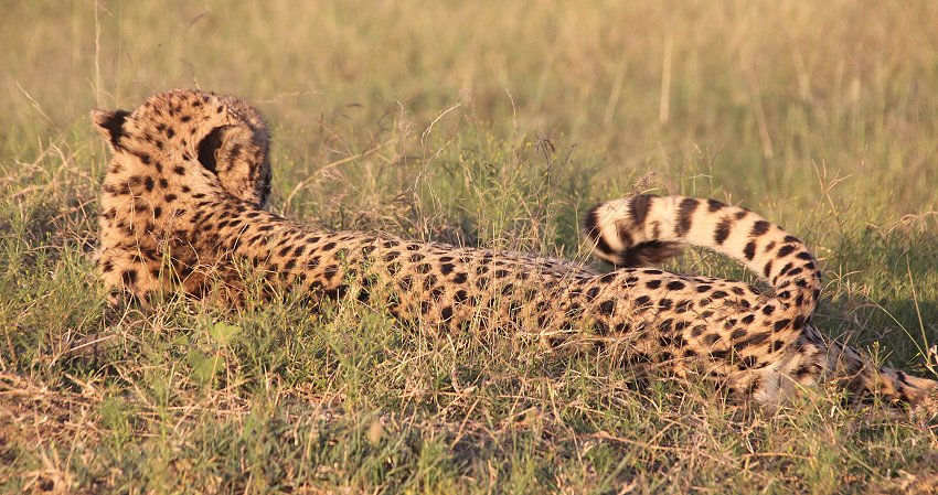 Gepard