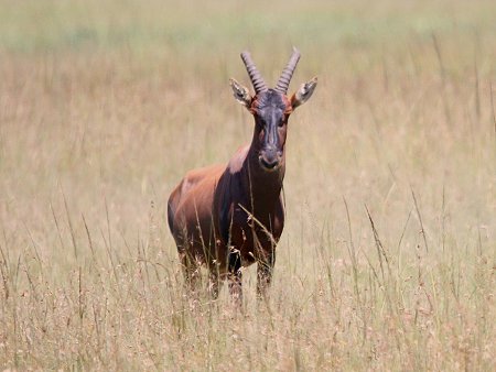 Bora Tano, Fast Five Gepaden in der Masai Mara