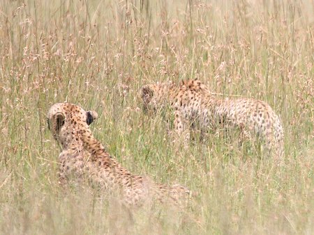 Bora Tano, Fast Five Gepaden in der Masai Mara