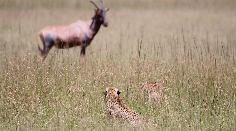 Bora Tano, Fast Five Gepaden in der Masai Mara