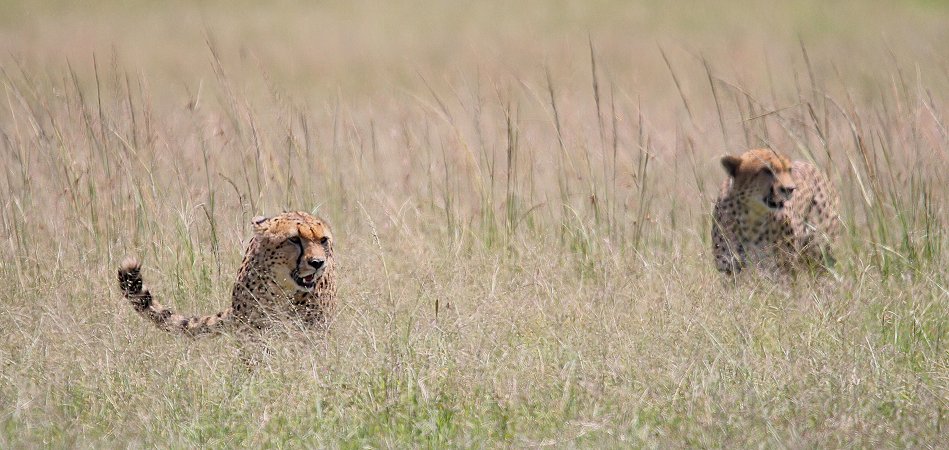 Bora Tano, Fast Five Gepaden in der Masai Mara