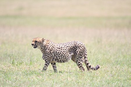 Bora Tano, Fast Five Gepaden in der Masai Mara
