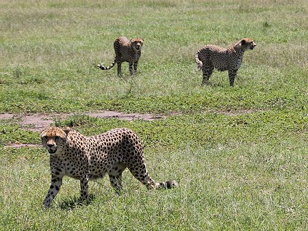 Bora Tano, Fast Five Gepaden in der Masai Mara