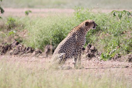 Bora Tano, Fast Five Gepaden in der Masai Mara