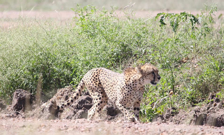 Bora Tano, Fast Five Gepaden in der Masai Mara