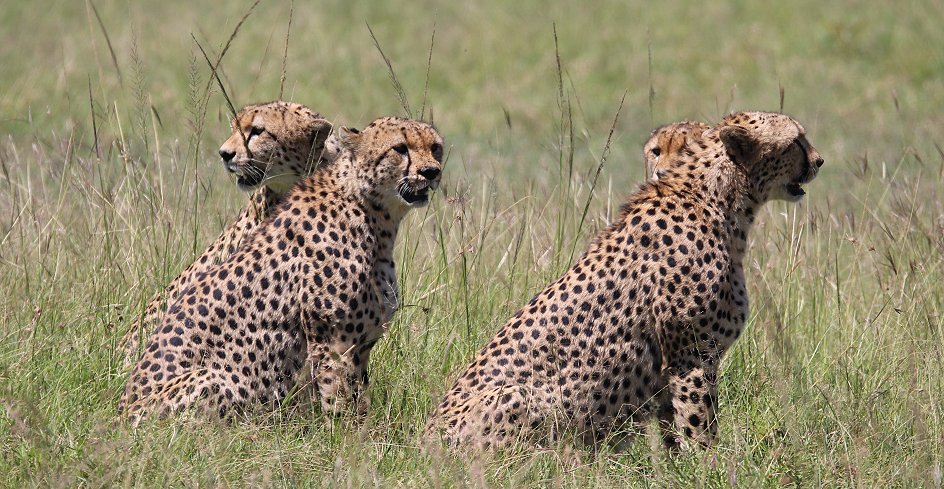 Bora Tano, Fast Five Gepaden in der Masai Mara