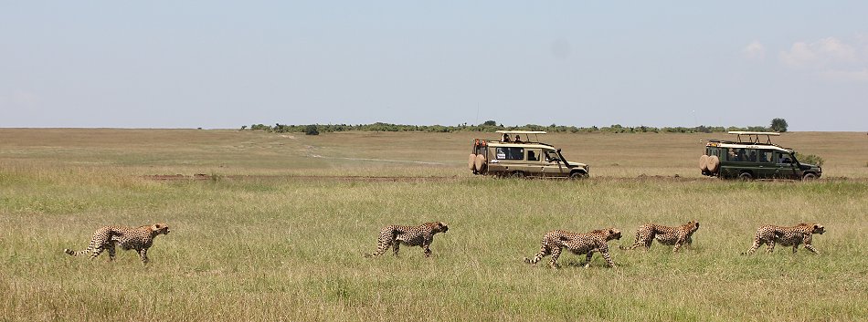 Bora Tano, Fast Five Gepaden in der Masai Mara