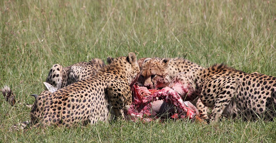 Bora Tano, Fast Five Gepaden in der Masai Mara