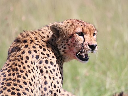 Bora Tano, Fast Five Gepaden in der Masai Mara