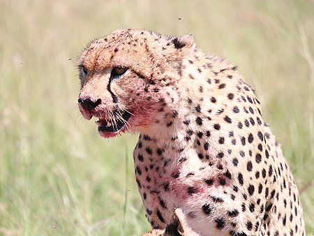 Bora Tano, Fast Five Gepaden in der Masai Mara
