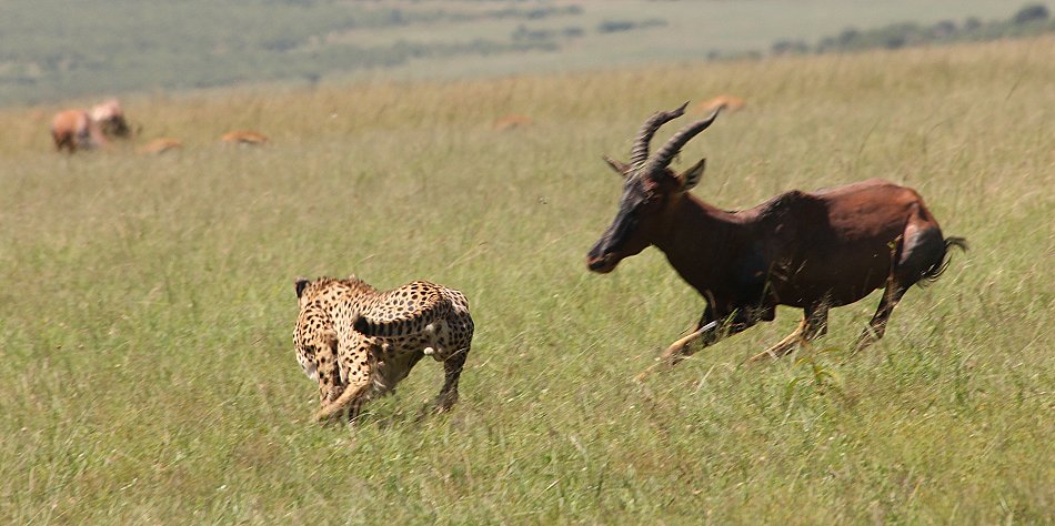 Bora Tano, Fast Five Gepaden in der Masai Mara