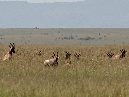 Bora Tano, Fast Five Gepaden in der Masai Mara