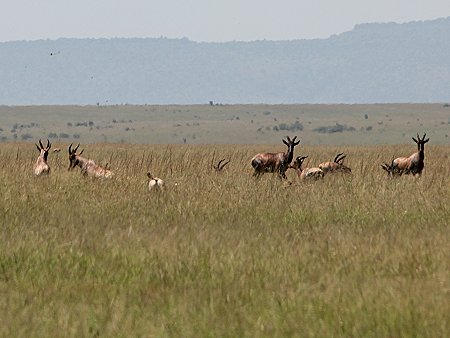 Bora Tano, Fast Five Gepaden in der Masai Mara