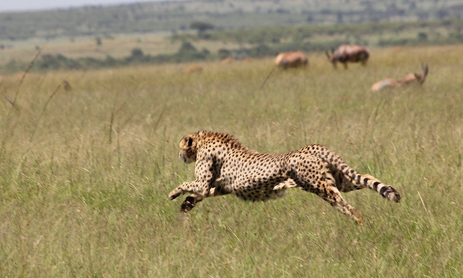 Bora Tano, Fast Five Gepaden in der Masai Mara