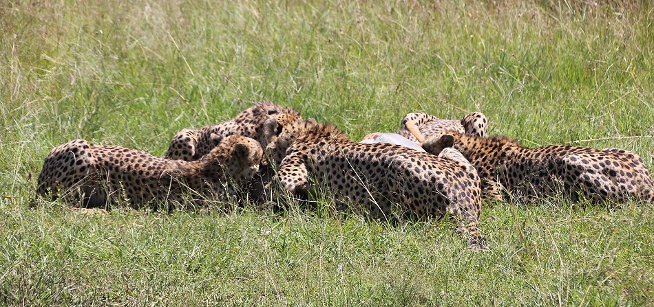 Bora Tano, Fast Five Gepaden in der Masai Mara