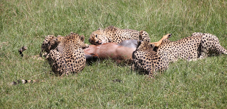 Bora Tano, Fast Five Gepaden in der Masai Mara