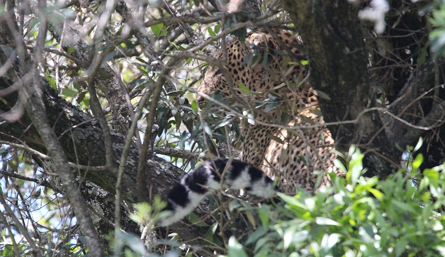 Leopard, Bahati
