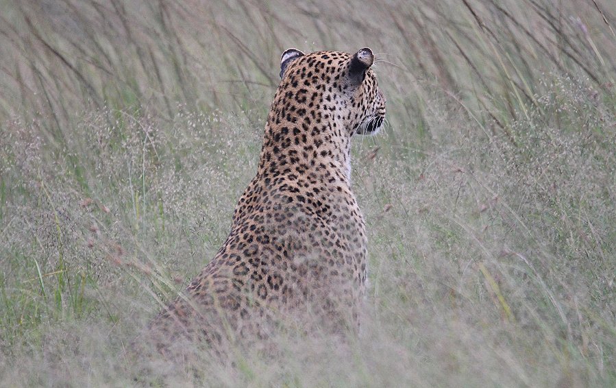 Leopard jagt, Kaboso