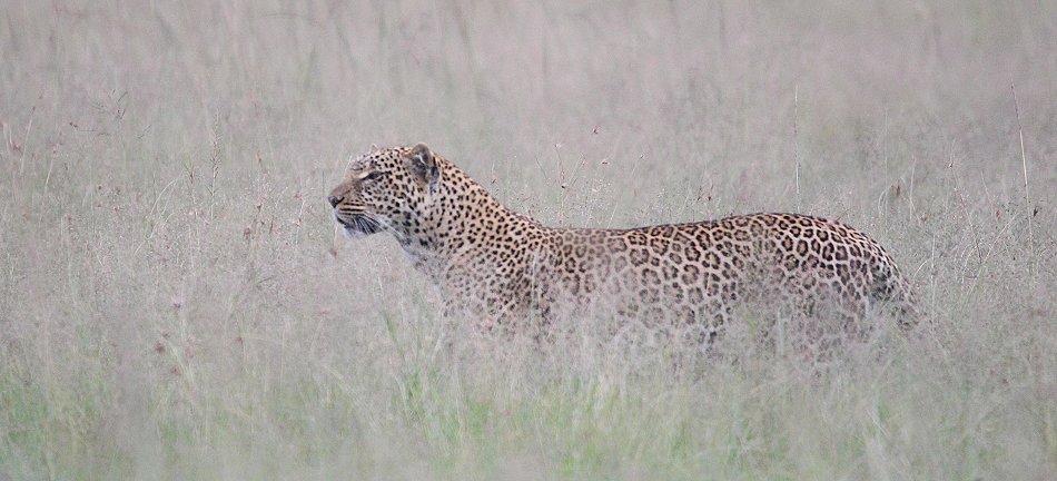 Leopard jagt, Kaboso