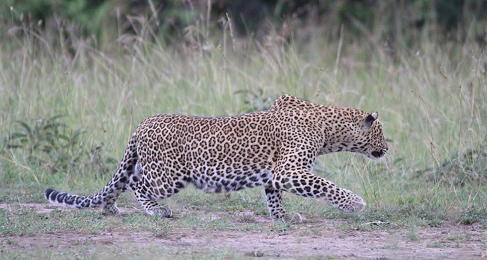 Leopard jagt, Kaboso