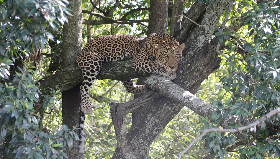 Leoparden Männchen