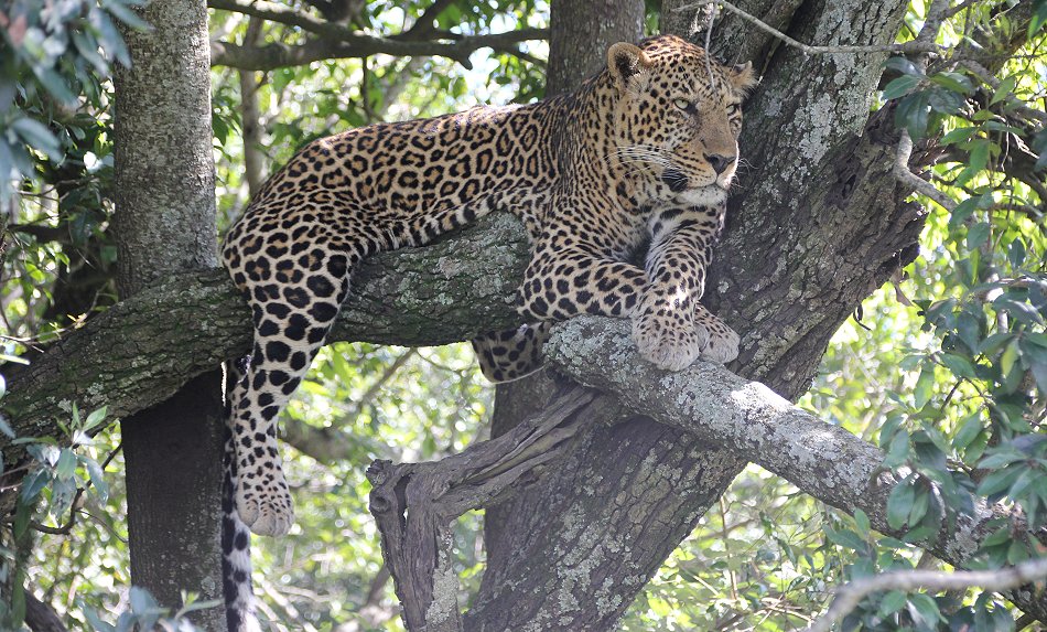 Leoparden Männchen