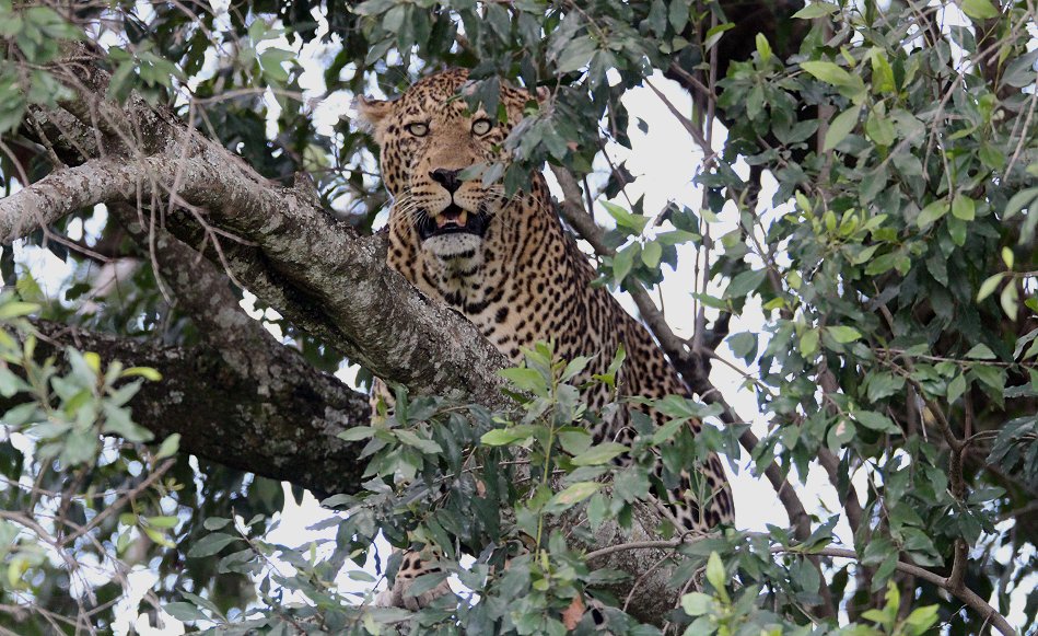 Leoparden Männchen