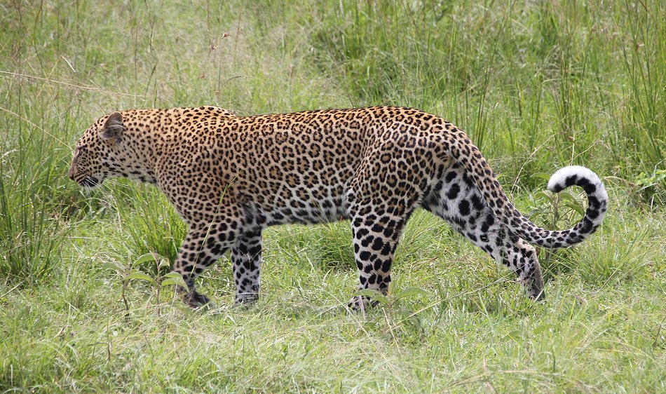Leoparden Paarung - Kaboso