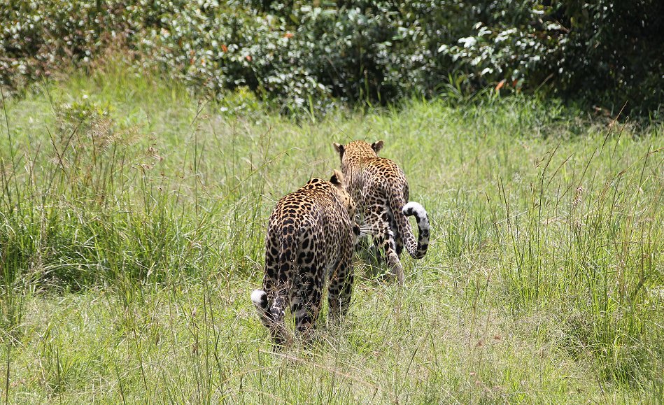 Leoparden Paarung - Kaboso