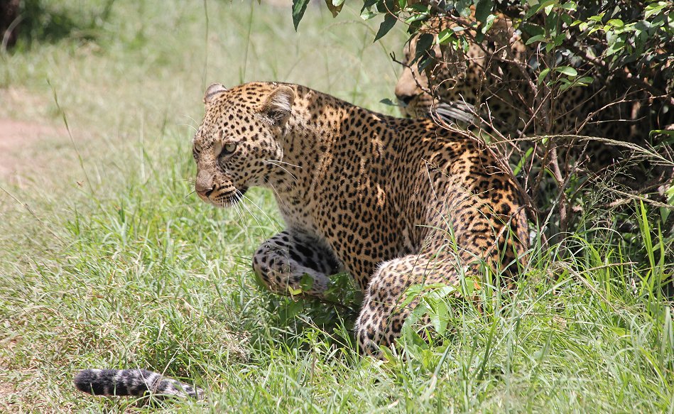 Leoparden Paarung - Kaboso