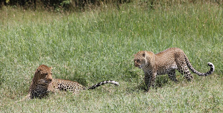 Leoparden Paarung - Kaboso
