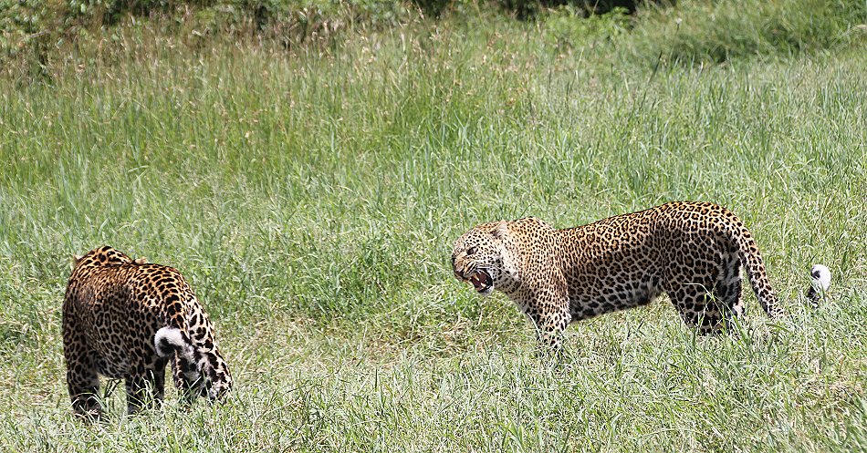 Leoparden Paarung - Kaboso