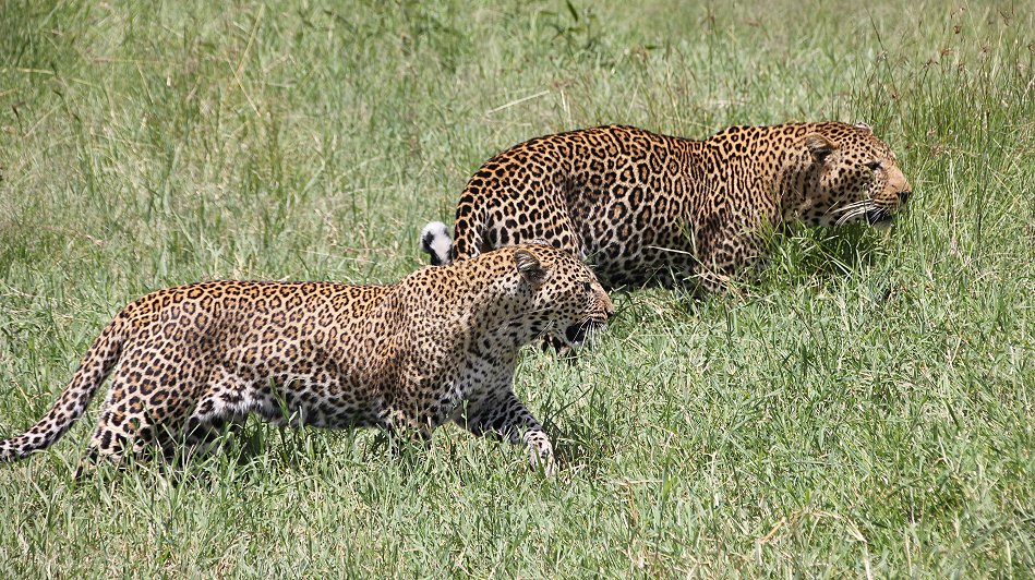 Leoparden Paarung - Kaboso