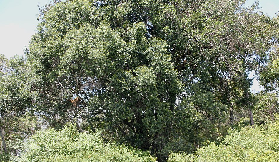 Leoparden Paarung - Kaboso