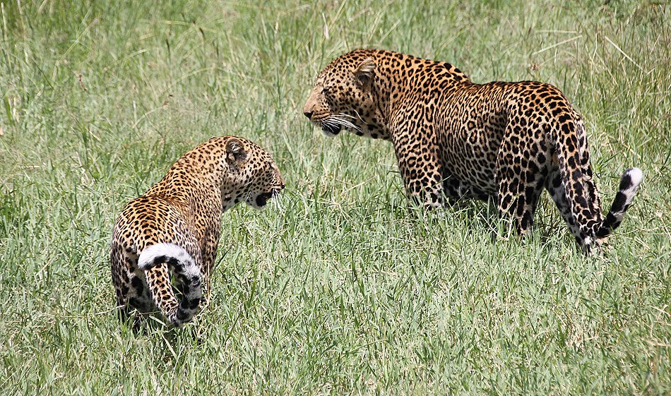 Leoparden Paarung - Kaboso