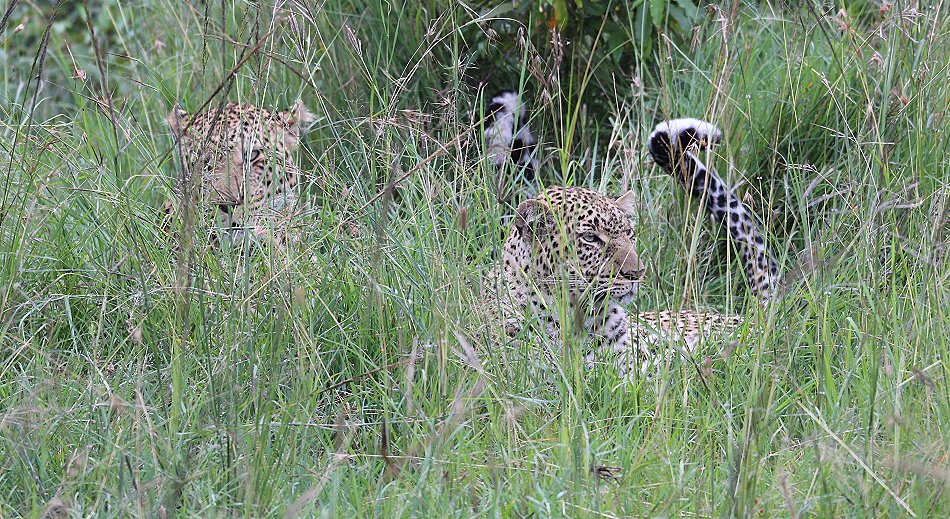 Leopparden Paarung, Kaboso
