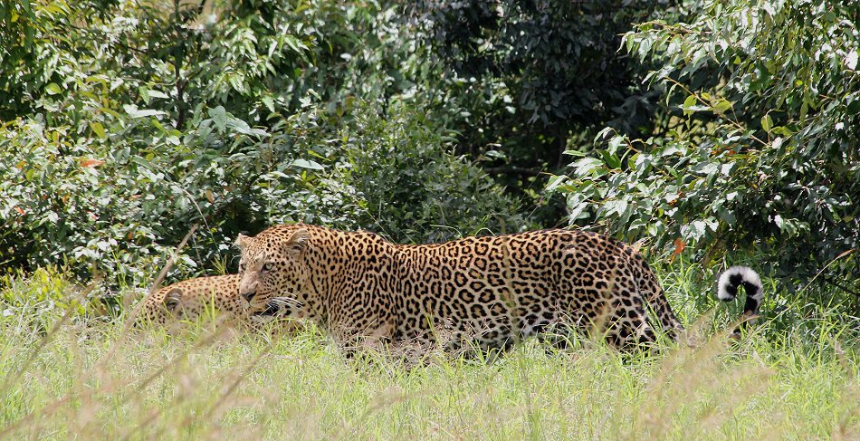 Leoparden Paarung - Kaboso