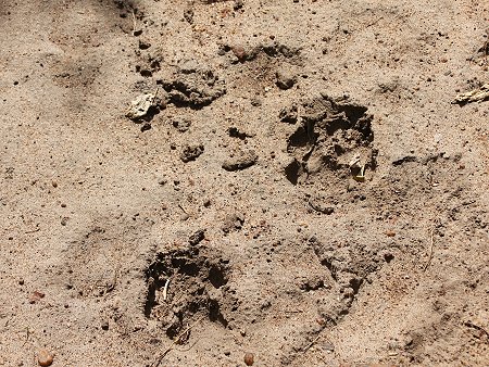 Leoparden Fussspur