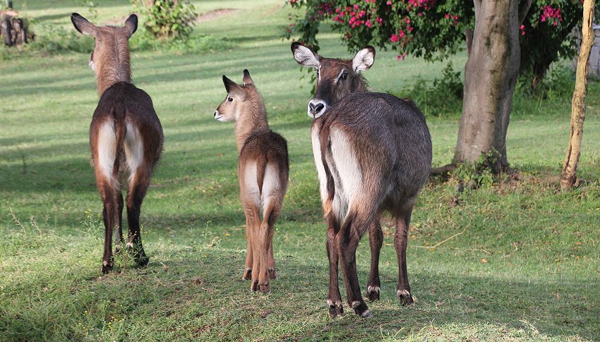 Naivasha Country Club und Kiboko Camp, Lake Naivasha