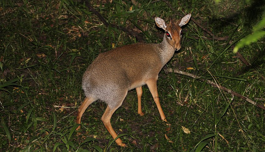 Mara Bush Camp, Dik Dik