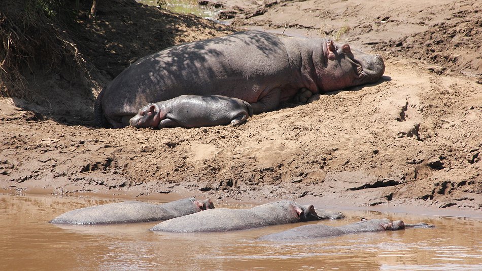Mara Eden Safari Camp