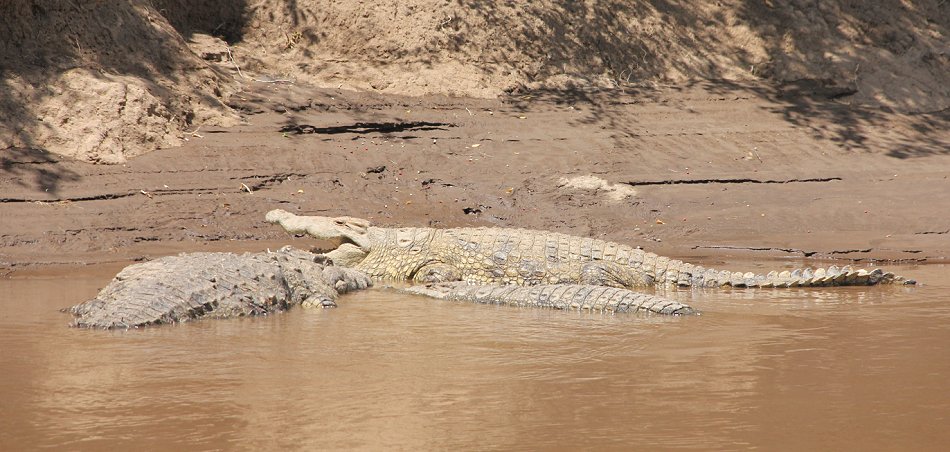 Nilkrokodil