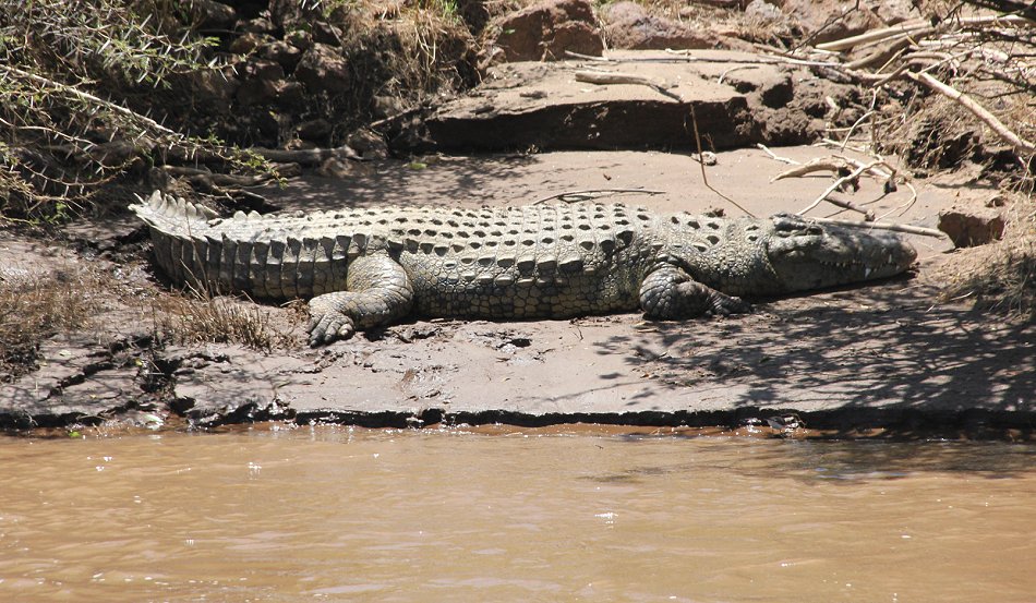 Nilkrokodil