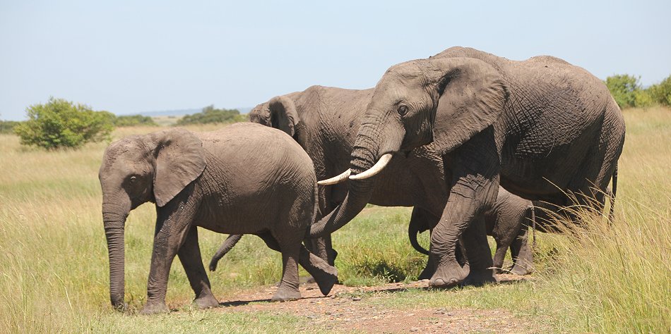 Elefant