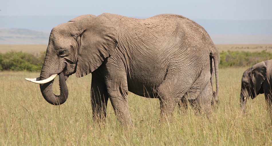 Elefant