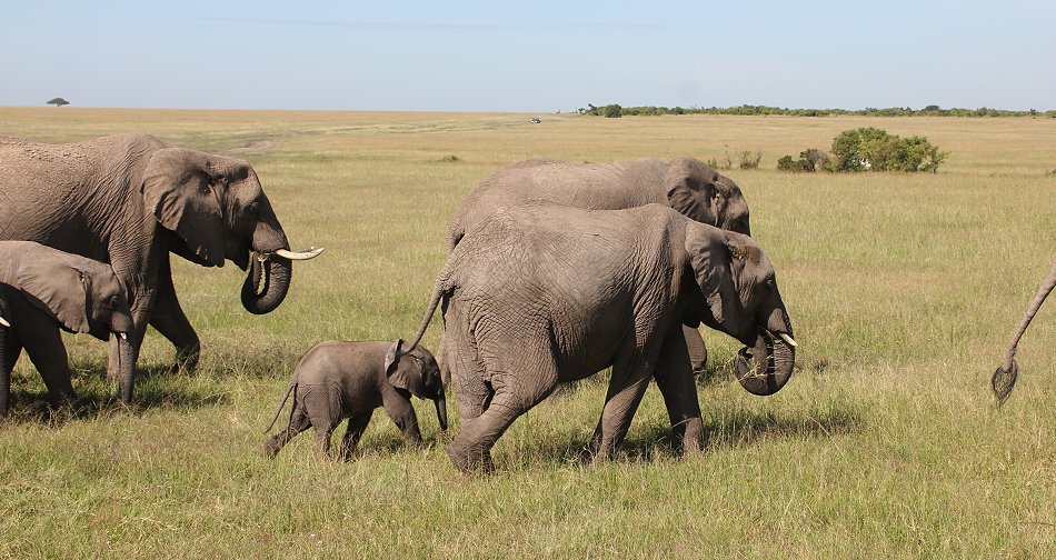 Elefant