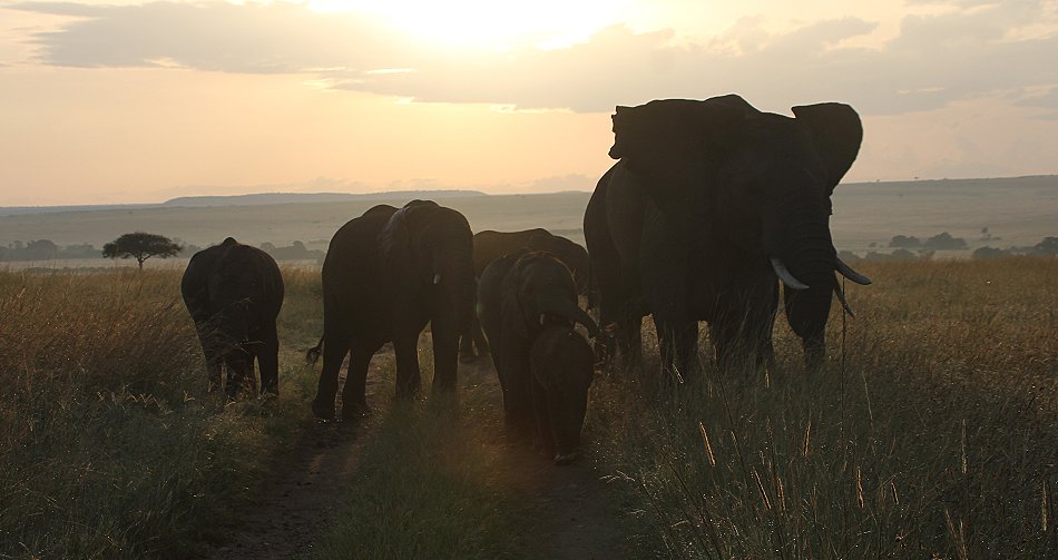 Elefant