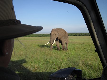 Elefant